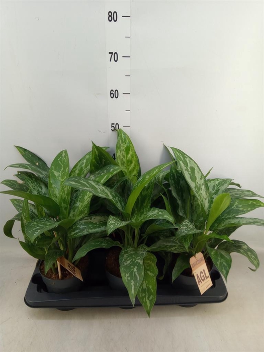 <h4>Aglaonema  'Green Lady'</h4>