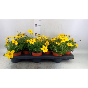 Bidens   ...