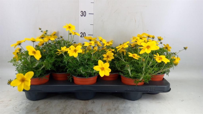 <h4>Bidens   ...</h4>