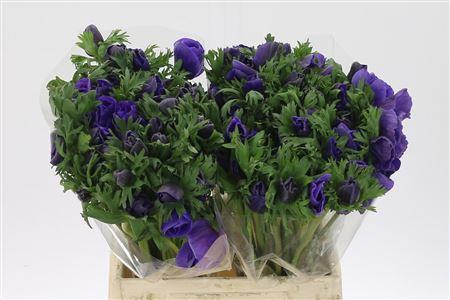 <h4>Anem Co Galil Blauw</h4>