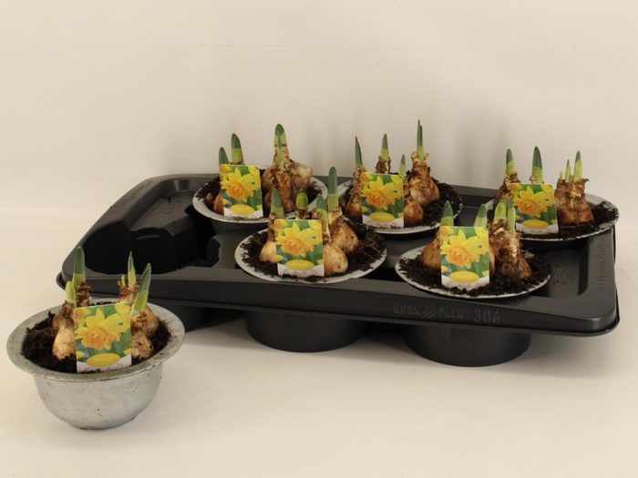 <h4>NARC T LUCKY NUMBER</h4>