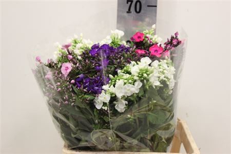 <h4>PHLOX P MIXED</h4>