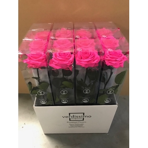Roos op steel XL plexi bright pink