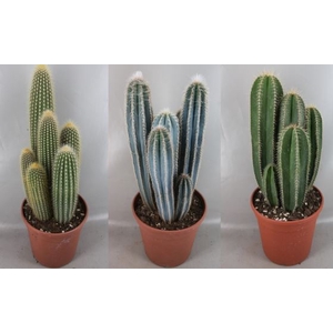 Cactus overig