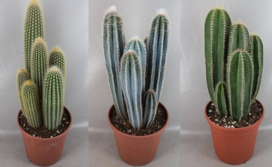 <h4>Cactus overig</h4>
