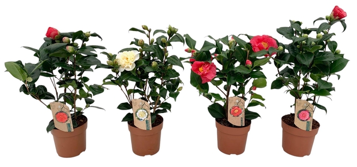 <h4>camellia 3 kleuren mix 10-15 knoppen</h4>
