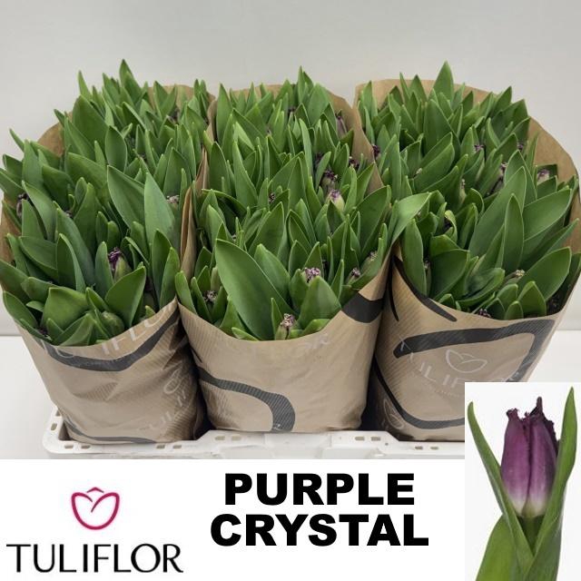 <h4>TU FR PURPLE CRYSTAL</h4>