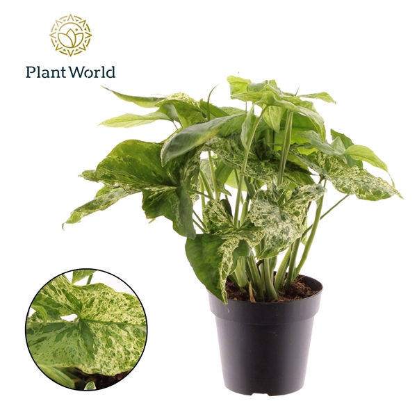 <h4>Syngonium Mottled</h4>