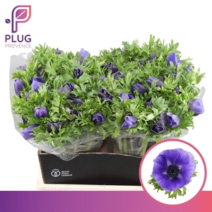 Anem Co Galil Blauw