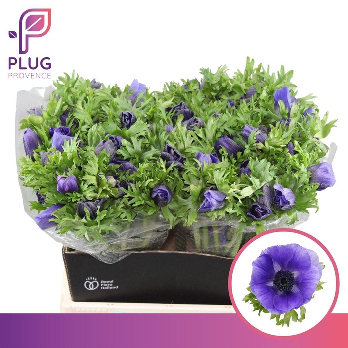 <h4>Anem Co Galil Blauw</h4>