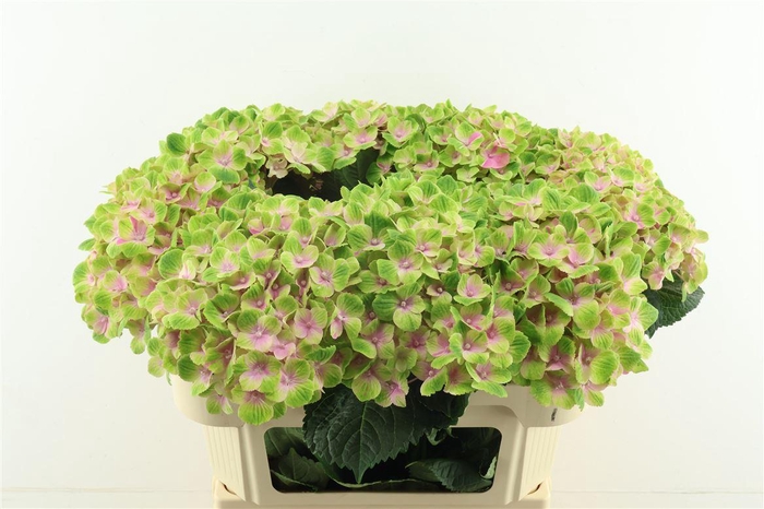 <h4>Hydr M Amethyst 70-20</h4>