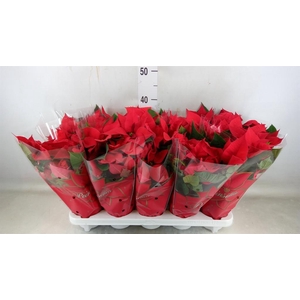 Euphorbia pulc. 'Mars'