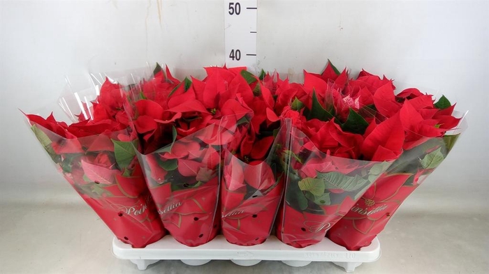 <h4>Euphorbia pulc. 'Mars'</h4>