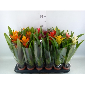 Guzmania   ...mix