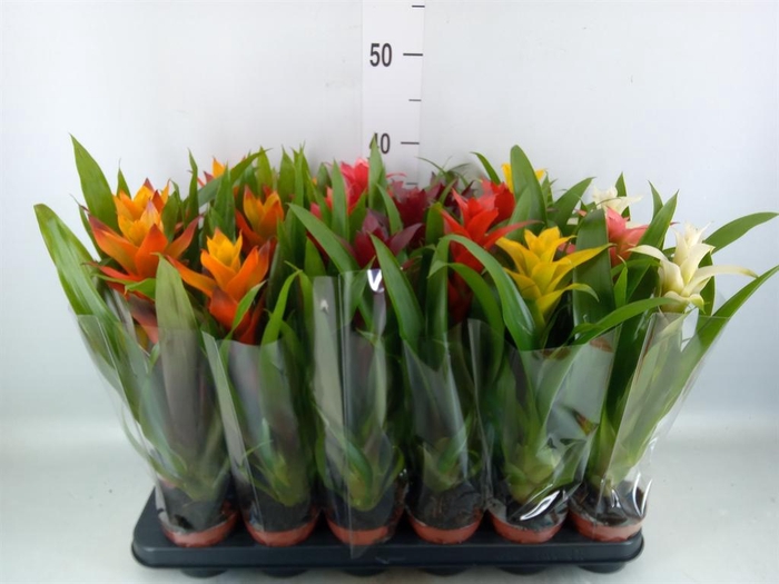 <h4>Guzmania   ...mix</h4>