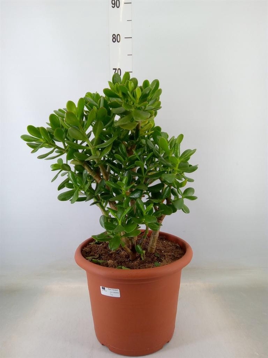 <h4>Crassula ovata</h4>