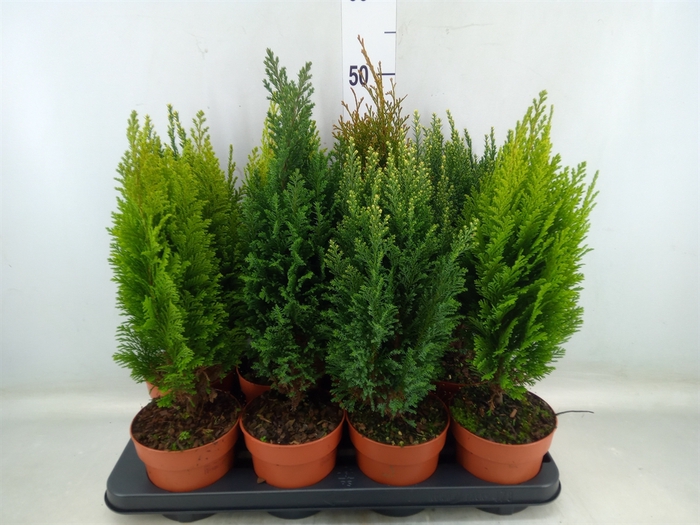 <h4>Conifers   ...mix</h4>