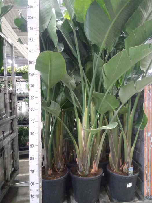 <h4>Strelitzia nicolai</h4>