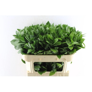 Ruscus Hypophyllum