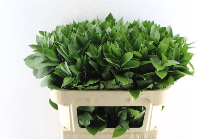 <h4>Ruscus Hypophyllum</h4>