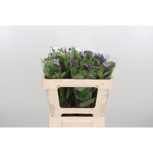 Clem Star River Lavendel