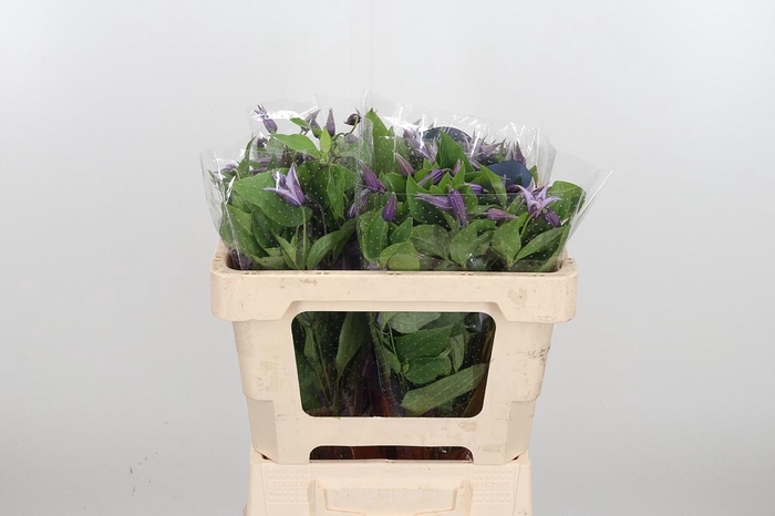 <h4>Clem Star River Lavendel</h4>