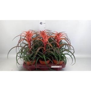 Tillandsia capitata 'Hermosa'