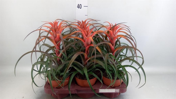 <h4>Tillandsia capitata 'Hermosa'</h4>