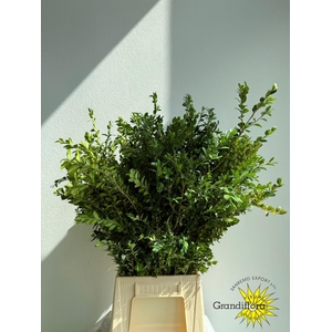 Buxus Long GF