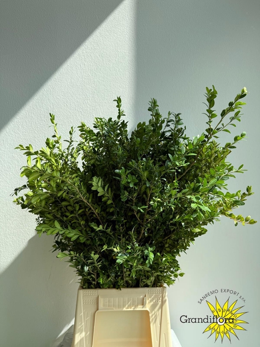 <h4>Buxus Long GF</h4>