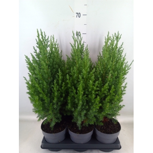 Juniperus chinensis 'Stricta'