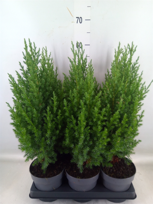 <h4>Juniperus chinensis 'Stricta'</h4>