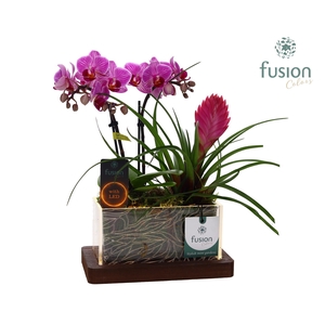 Acryl bakje LED rechthoek met Arrangement Phalaenopsis Tillandsia