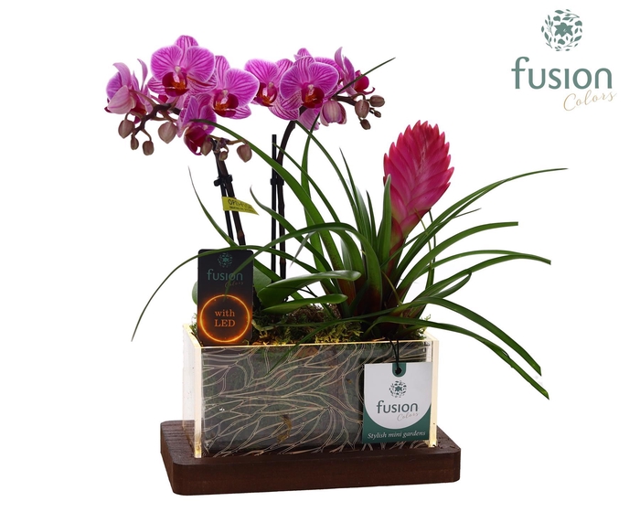 <h4>Acryl bakje LED rechthoek met Arrangement Phalaenopsis Tillandsia</h4>