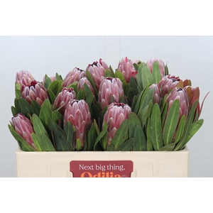 Protea Pink Ice