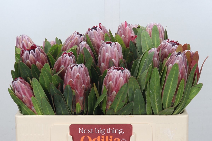 <h4>Protea Pink Ice</h4>