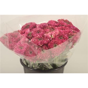 Ran. Pon Pon Malva Super X L