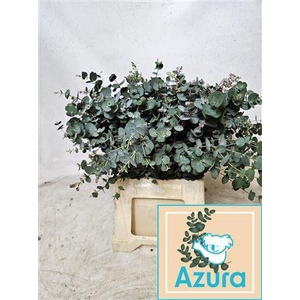 Euca Gu Azura 45cm