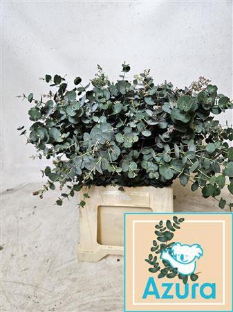 <h4>Euca Gu Azura 45cm</h4>