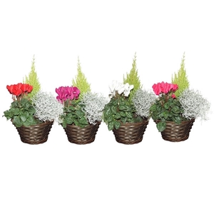 Collectie Hanoi Arrangement in Mand 22 cm