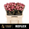 R Tr Reflex