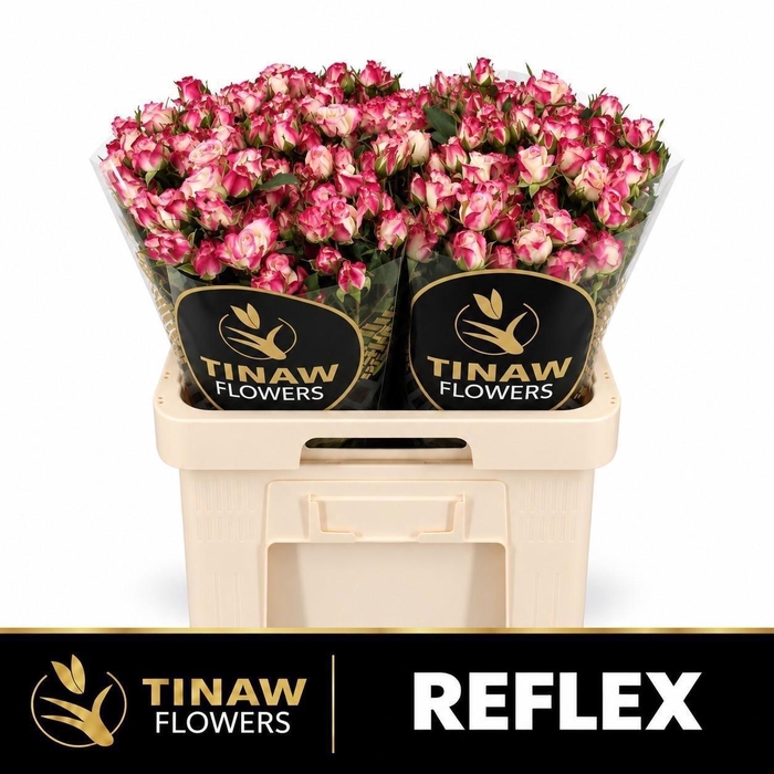 R Tr Reflex