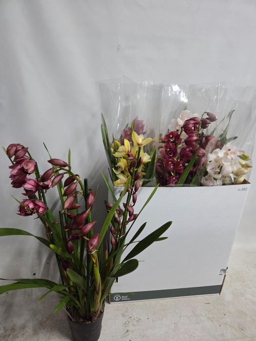 <h4>CYMB GEMENGD</h4>