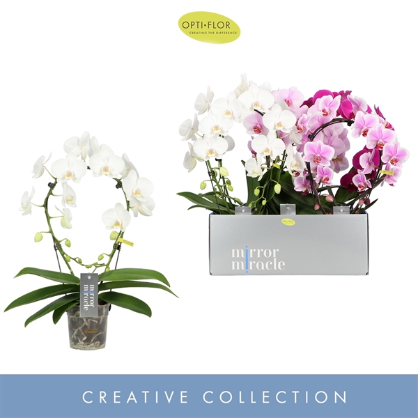 <h4>Phal 2-tak Mirror Mix</h4>