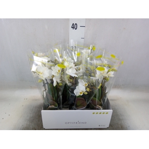 Phalaenopsis multi.   ...white