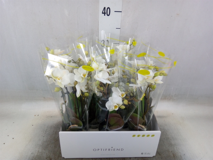 <h4>Phalaenopsis multi.   ...white</h4>