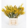 Dried Mimosa