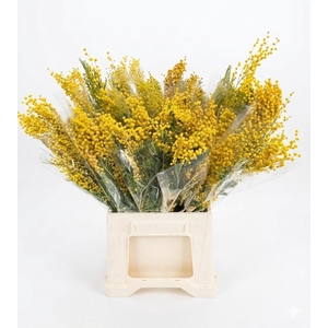 Dried Mimosa