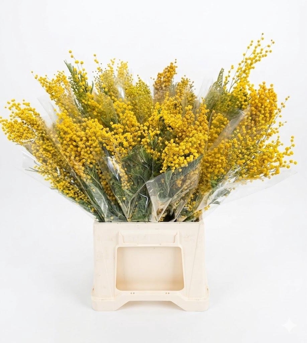 <h4>Dried Mimosa</h4>