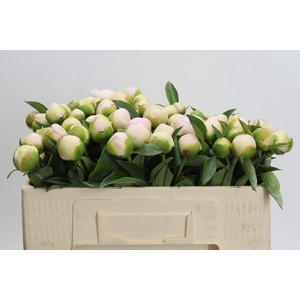 Paeonia Chiffon Parfait